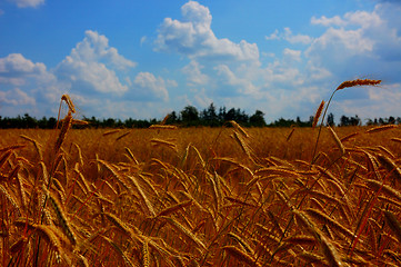 Image showing Corn  blowing in the wind