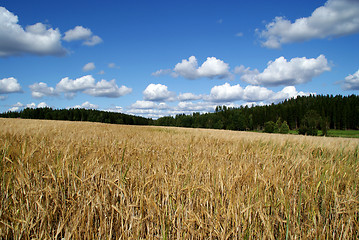 Image showing Golden Barley Field