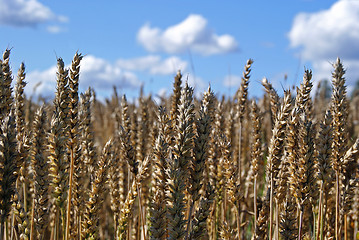 Image showing Ripe Wheat