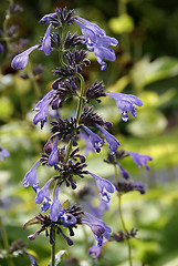 Image showing Siberian Catnip Flowers