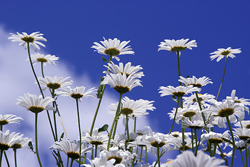 Image showing Flowers Against Blue Sky