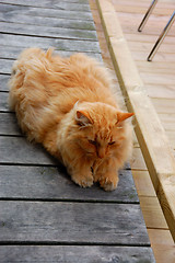 Image showing Cat laying down