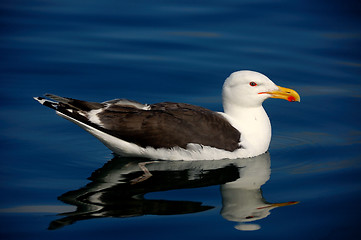 Image showing greater black-backed gull
