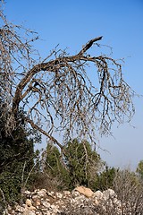 Image showing Bent dry tree 