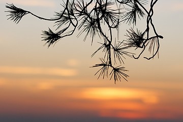 Image showing Pinetree branches silhouette on sunset background 