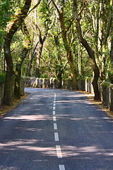 Image showing  tunnel of green trees on sunlight