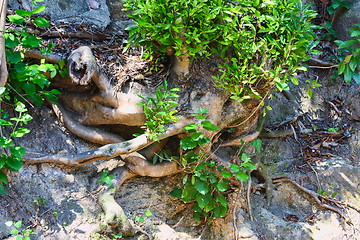 Image showing Tree Roots Exposed Due to Soil Erosion