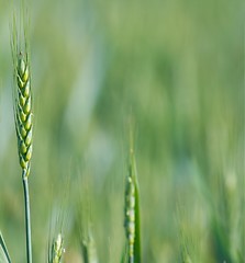 Image showing Wheat