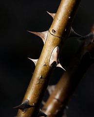 Image showing Thorns
