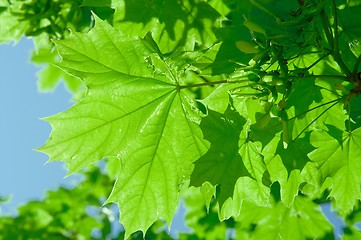 Image showing Leaves