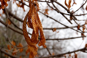 Image showing Autumn