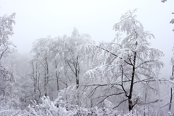 Image showing Forest