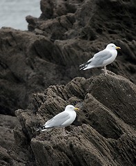 Image showing Seagulls