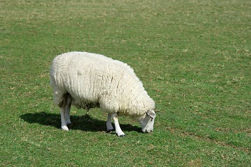 Image showing Lamb