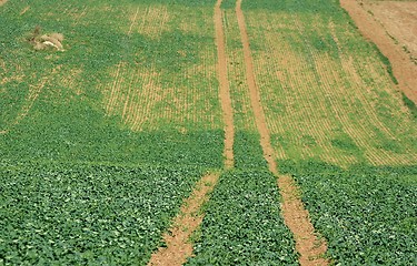 Image showing Agriculture