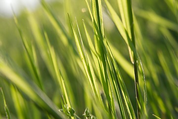 Image showing Grass