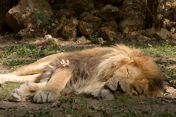 Image showing Lion