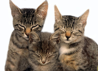 Image showing Three sitting sleeping cats