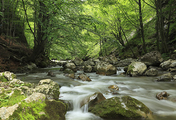 Image showing River in the forest