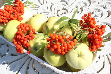 Image showing Transparent Blanche apples and rowanberries