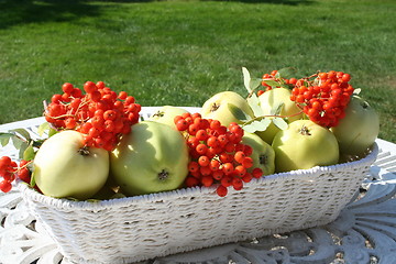 Image showing Transparent Blanche apples