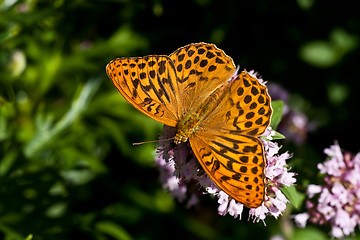 Image showing orange butterfly