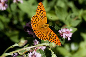 Image showing butterfly