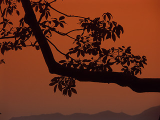 Image showing Branch in sunset