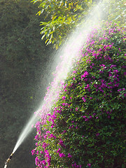 Image showing Watering the flowers