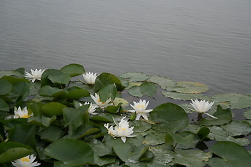 Image showing Water lilies in pond