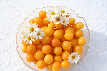 Image showing Bullace fruits