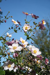 Image showing Anemones hupehensis