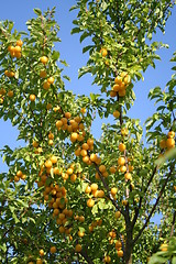 Image showing Bullace tree with fruits