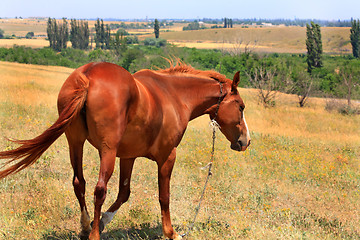 Image showing Bay horse