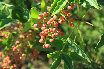 Image showing Arbutus andracshne