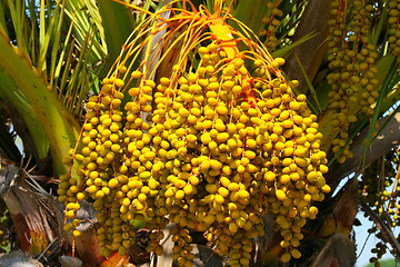 Image showing Close up the palm tree fruits