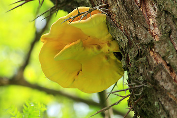 Image showing Fungus