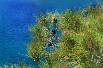 Image showing Pinus stankewiczii and sea