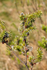 Image showing Pussy-willow