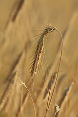 Image showing Ripe wheat