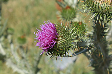 Image showing Thistle