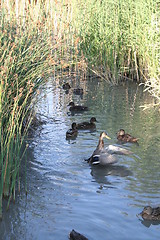 Image showing Ducks in pond