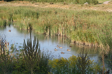 Image showing Ducks in pond