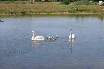 Image showing Swan family in pond
