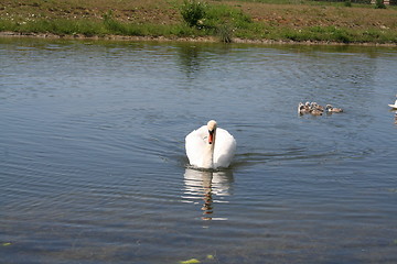 Image showing Mother Swan with nestlings