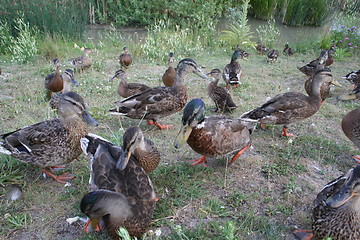 Image showing Ducks