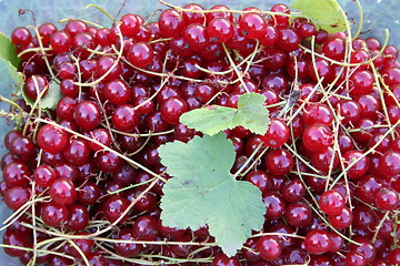 Image showing Red currants