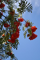 Image showing Red rowanberries - blue sky, beautiful