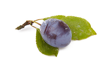 Image showing Plum on white