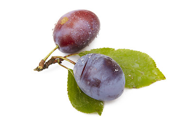 Image showing Plum on white